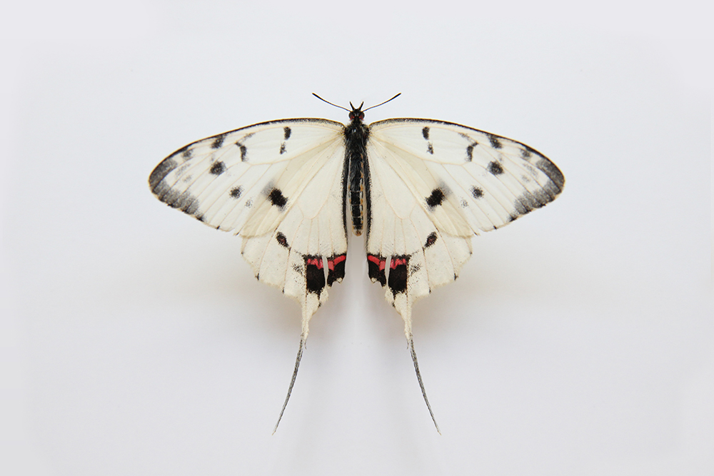 （40） 王佩光《 燕尾蝶 》182x121cm